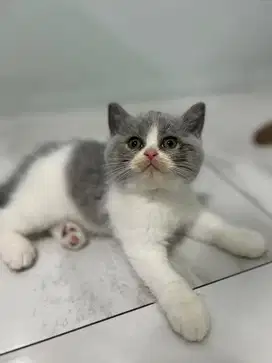 Bicolor blue BSH pure