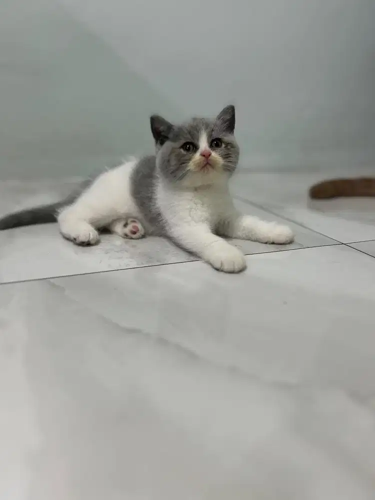 Bicolor blue BSH pure