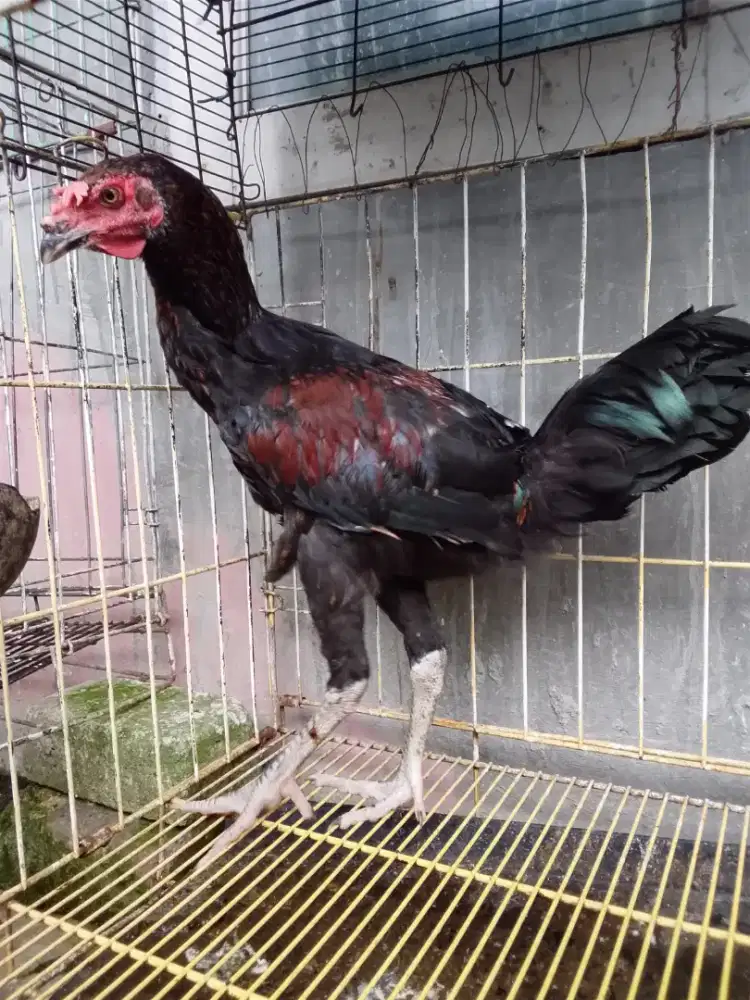 Ayam pelung muda