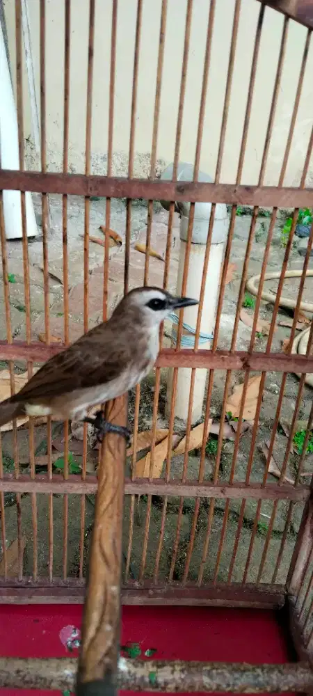 Di jual burung crugcukan jabar rawatan dri anakan liar