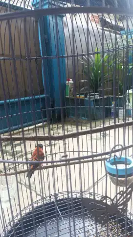 Burung redseskin classic