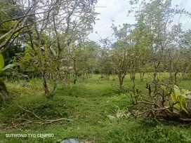 Tanah kebun nuansa pedesaan Limpakuwus Sumbang Banyumas