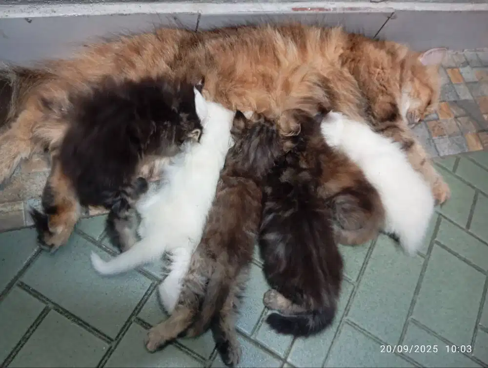 Open Adopt kucing Persia Betina+5 kitten yogya