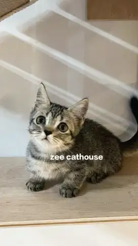 Kitten munckhin jantan
