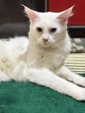 Kucing maencoon