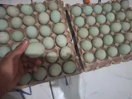 Telur bebek asli