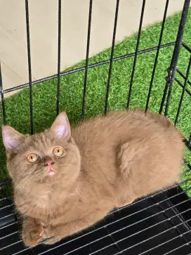 Kucing british shorthair bsh cinamon