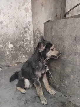 Anjing jantan dewasa jenis besar