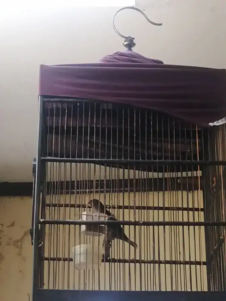 Burung cucak keling receh