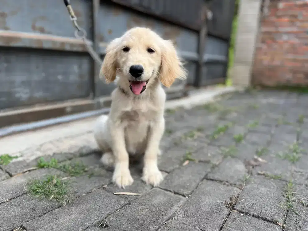 Golden Retriever Jantan