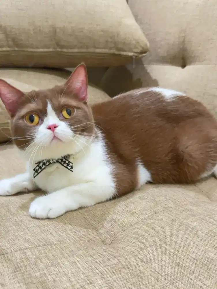 Kucing BSH Import Bico Cinamon