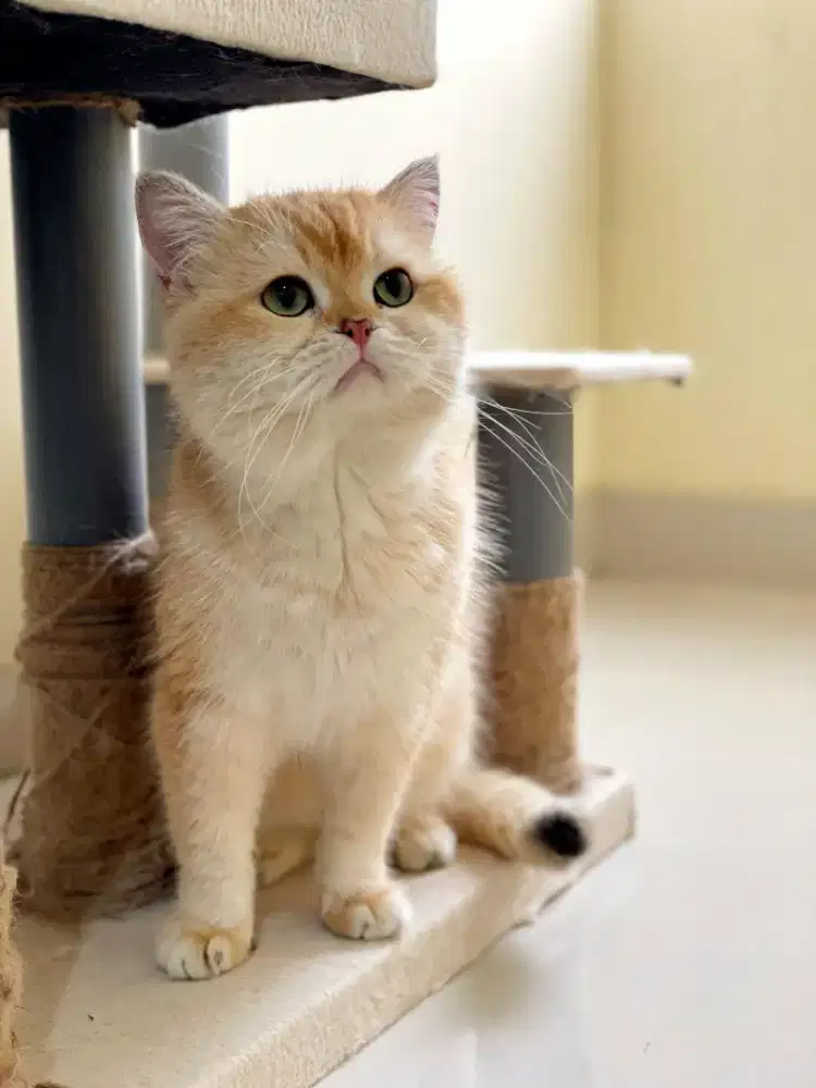 Kucing British Shorthair Jantan Impor