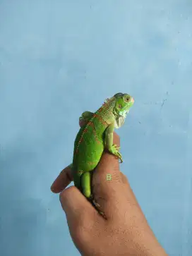 Green iguana motif army