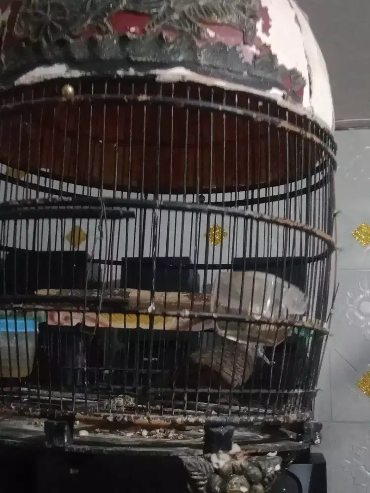 Burung perkutut cemani hitam