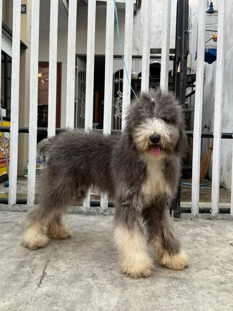 anjing giant poodle betina 10 bulan