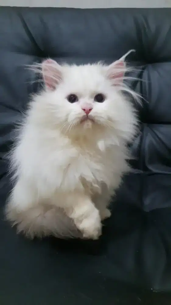 Kitten RagdoLL MaLe non Ped