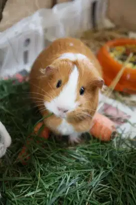 marmut imut murah