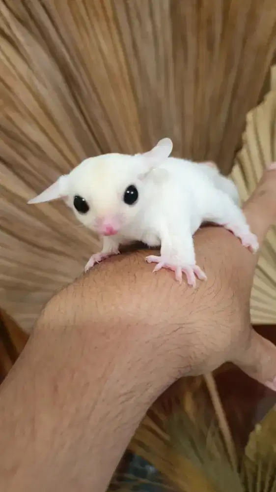Sugarglider leucistik