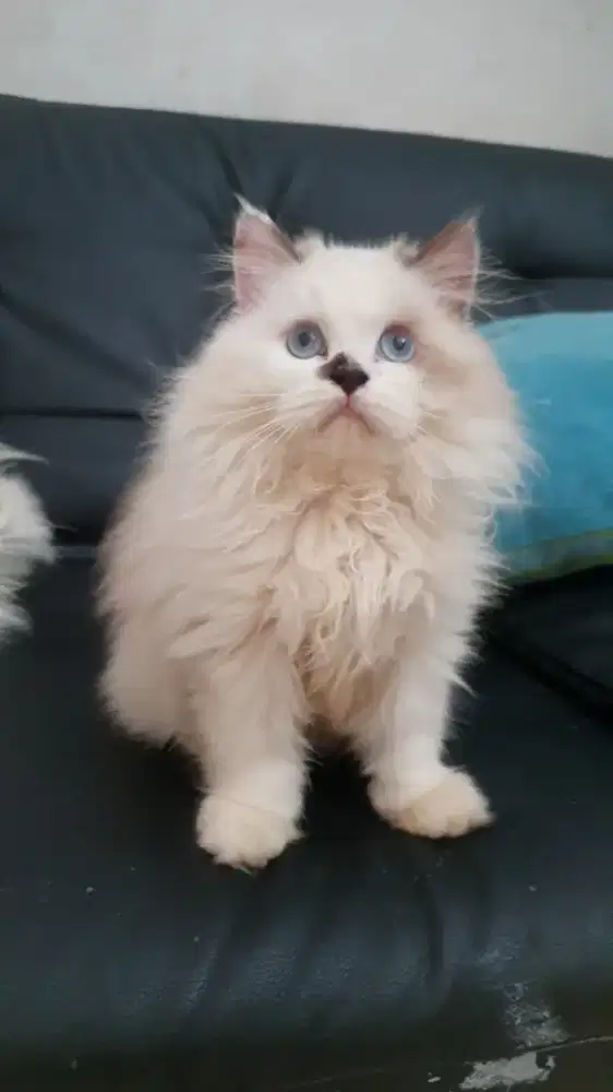 Kitten RagdoLL seal point Non Ped Female
