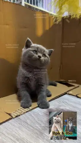 Kucing BSH Betina Blue