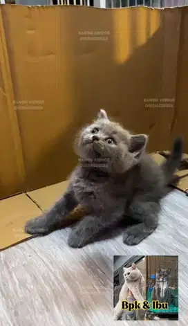 Kucing BSH Betina