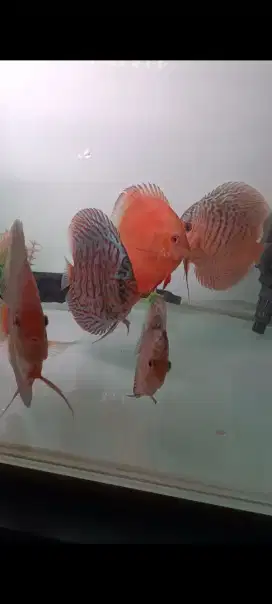Ikan discus murah