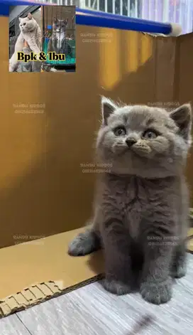 Kucing BSH Blue Betina