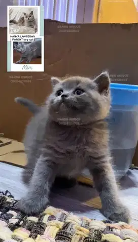 Kucing BSH Betina Blue Solid