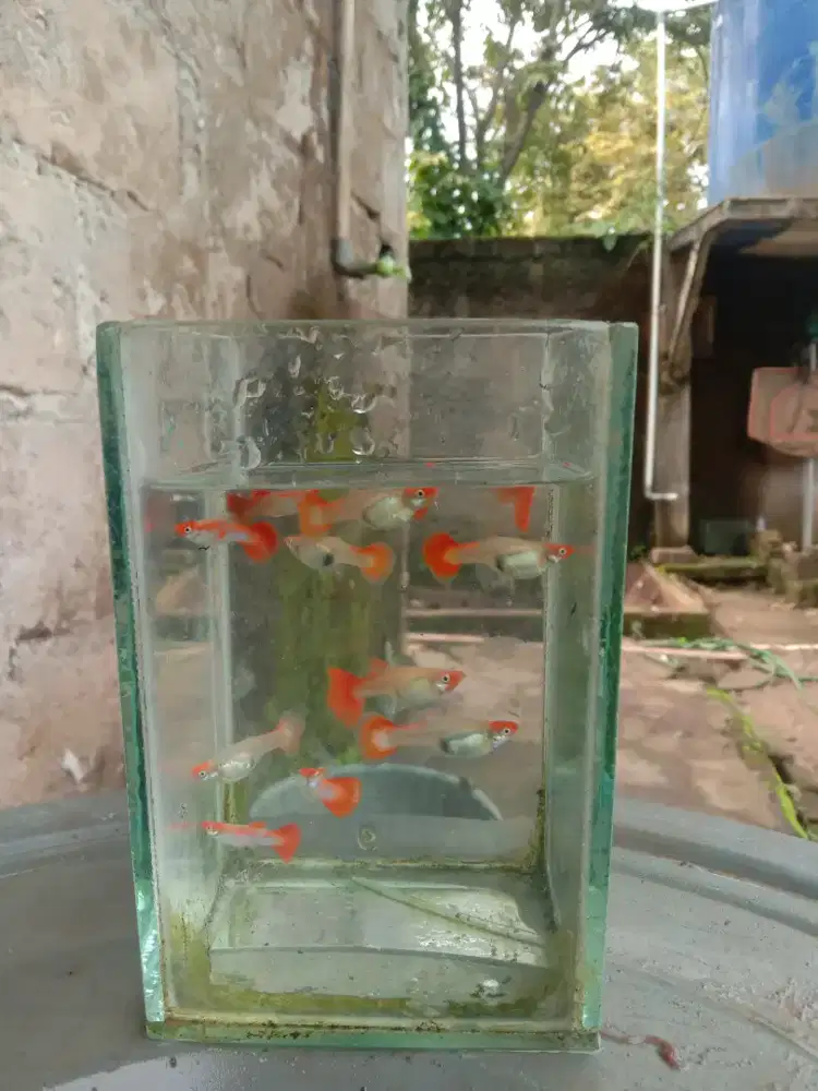 Gupy platinum koi