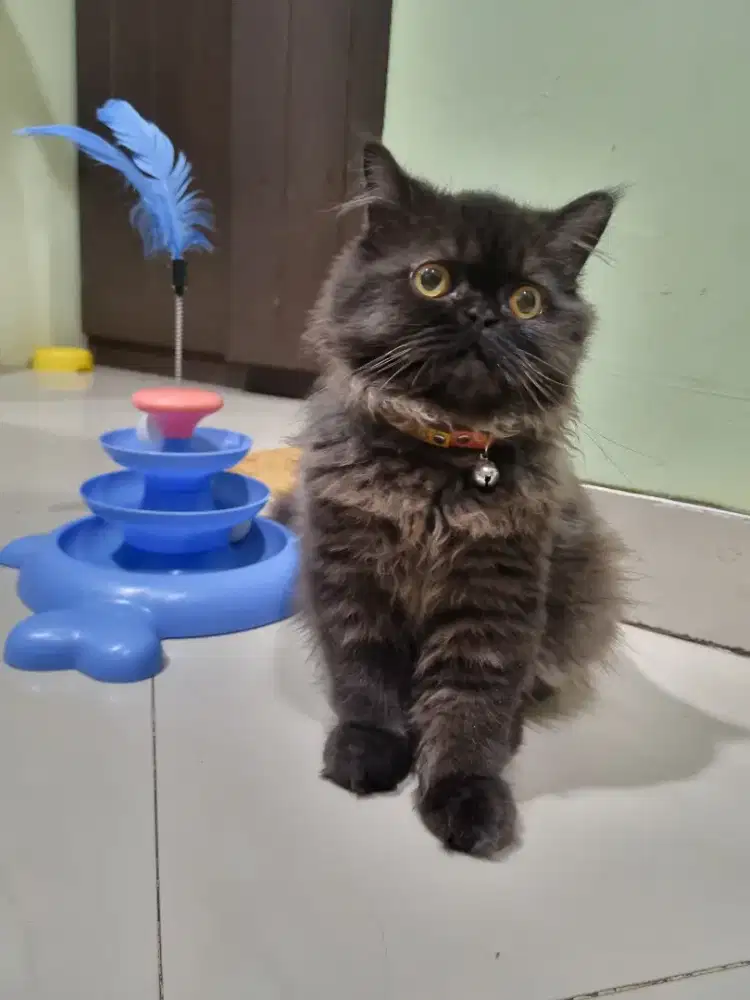 Kucing Persia Flat Nose Big Bone Bulat