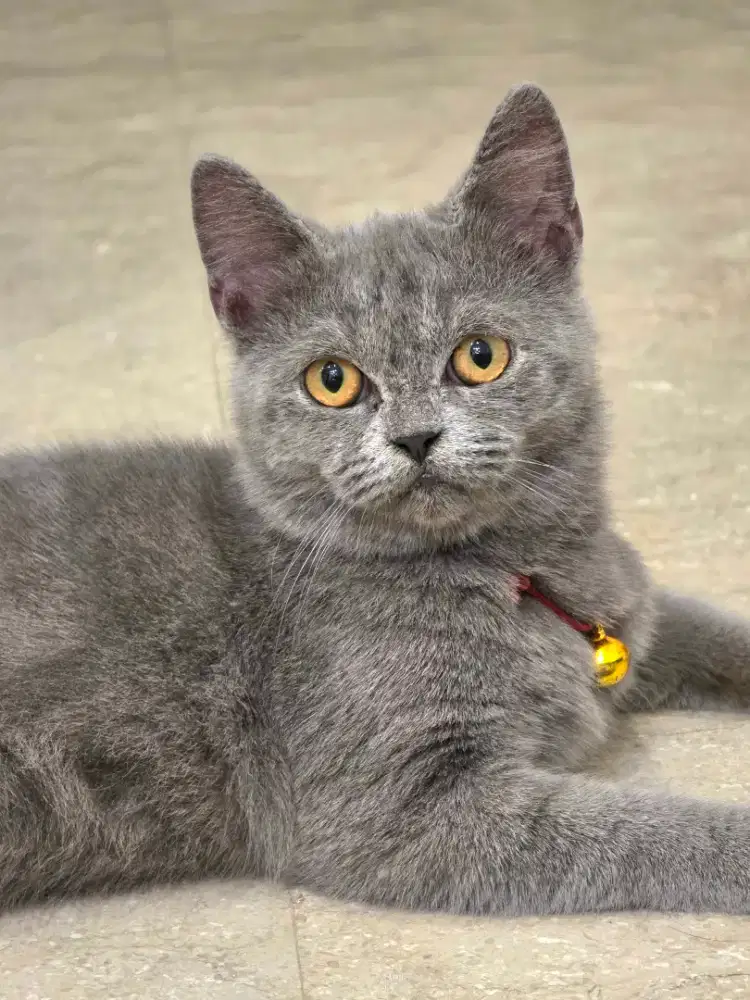 JUAL URGENT!! KUCING BSH SHORT HAIR BLUE SOLID!
