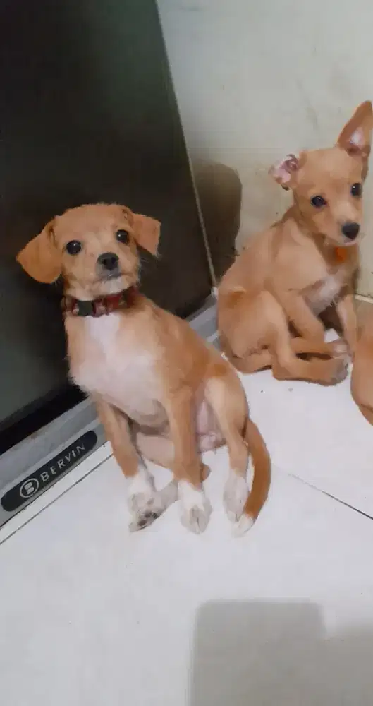 Jual anjing jantan anakan 2 ekor chihuahua