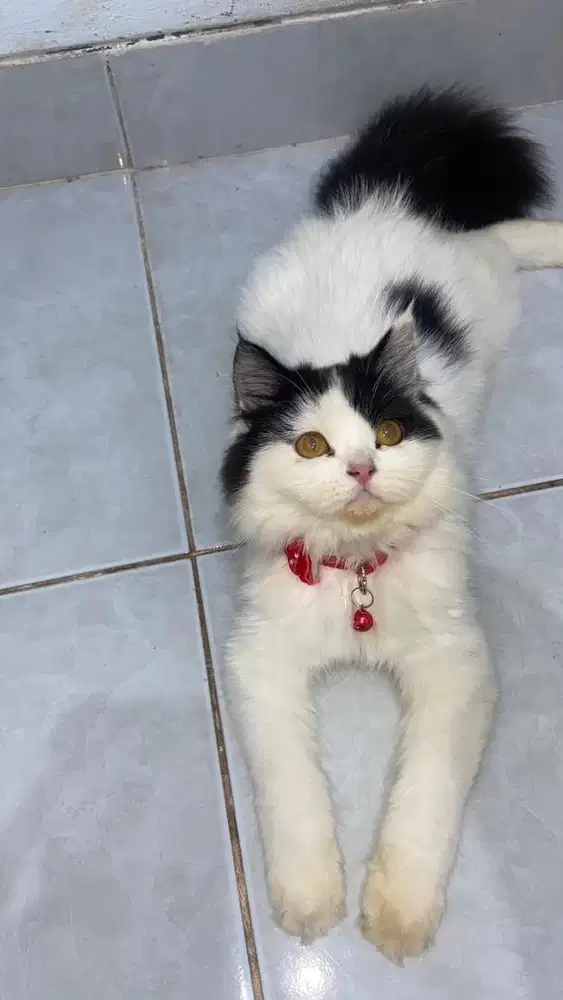 munchkin ns betina