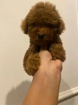 Poodle red jantan non stamboom umur 2 bln