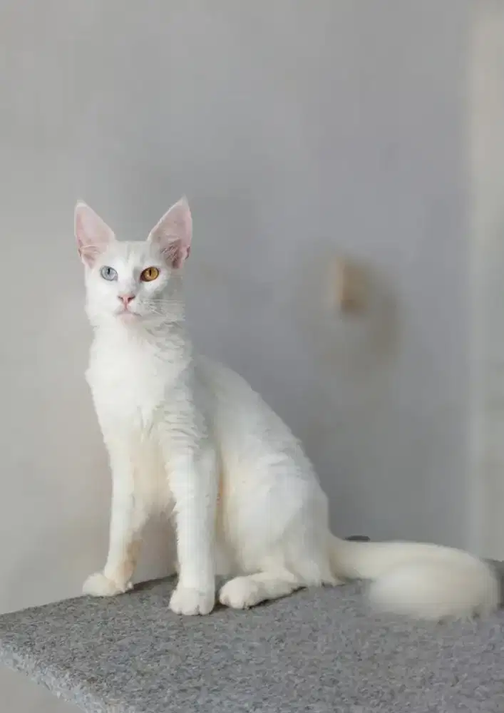 Kucing mainecoon Betina Oddeye Bigbone