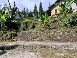 Tanah kemuning ngargoyoso
