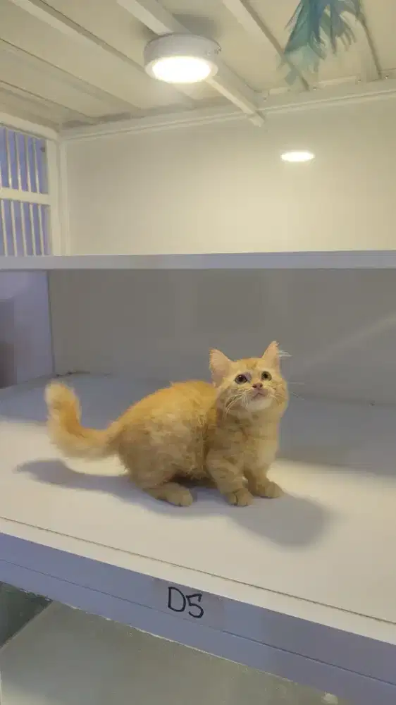Kucing kitten ras munhckin cebol betina