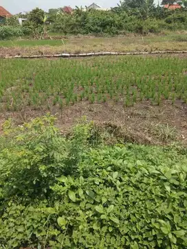 Jual Tanah di Area Benjeng, Gluranploso, Gresik
