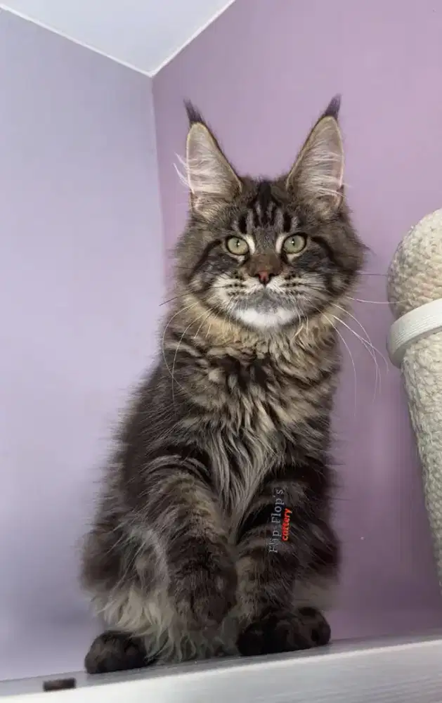 Kucing Jantan mainecoon Bigbone