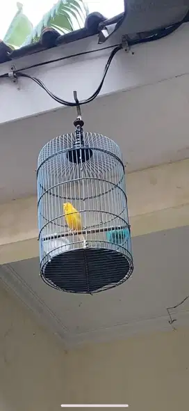 Burung kenari jantan