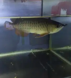 Ikan arwana golden red