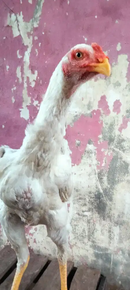 Jual ayam Shamo