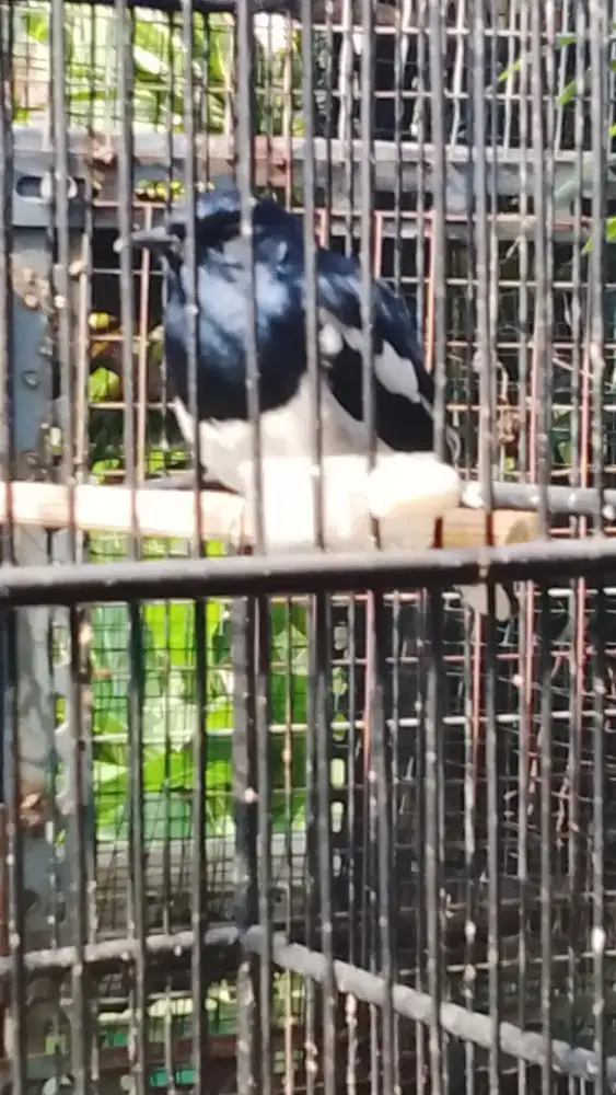 Burung Kacer hitam putih