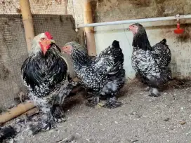 Anakan ayam brahma