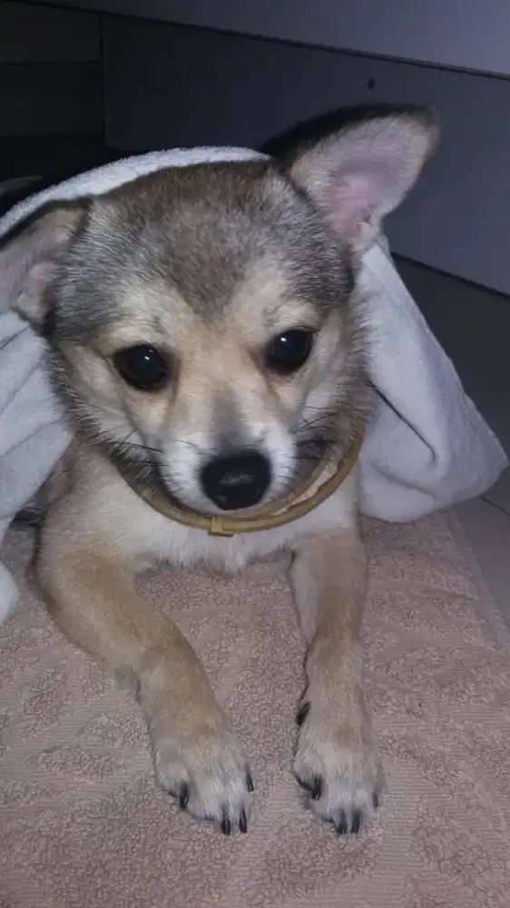 Dicari anakan Chihuahua betina short hair