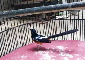Murai Medan brolok usia 3 thn