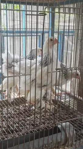 Anakan ayam Brahma