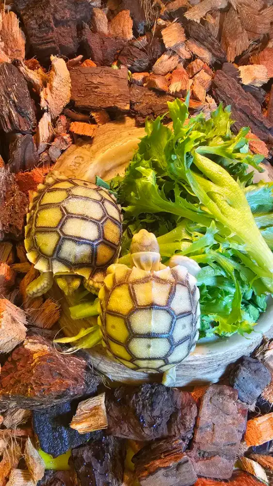 Sulcata baby usia 1 bulan