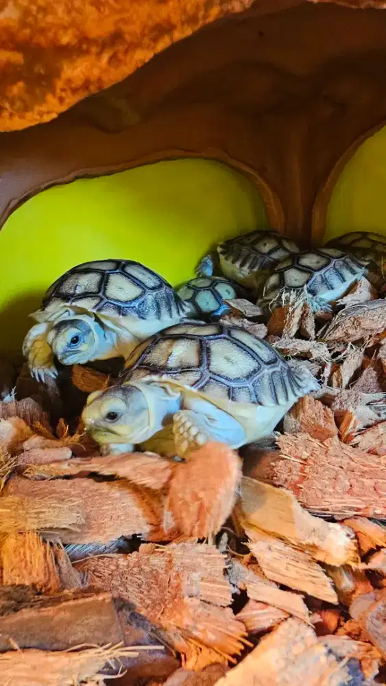 Sulcata baby usia 1 bulan