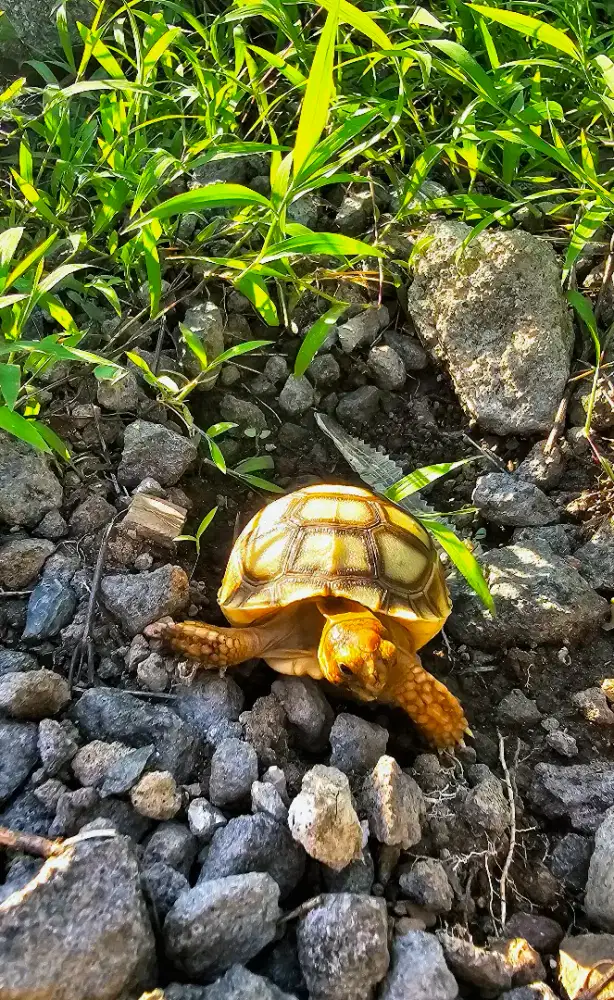 Sulcata baby usia 1 bulan